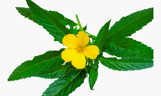 Damiana